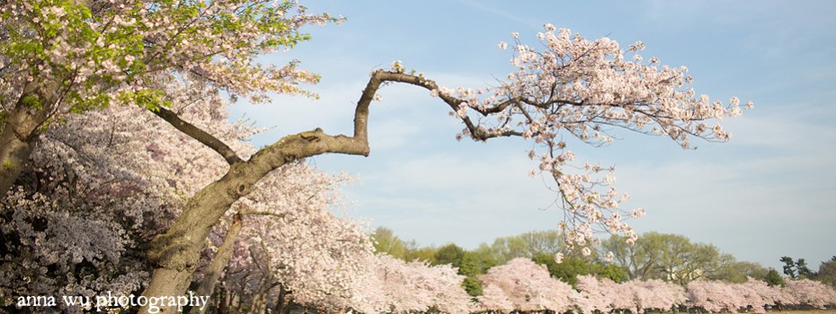 Trying to time your arrival in Washington, D.C. to coincide with the peak bloom of the cherry blossoms is no small task. Each year, thousands...