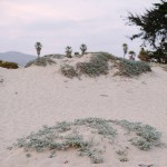 Los Angeles, San Diego, and Ventura | California Travel Photography At the end of April, I drove down the California coast with my mom, as she was headed to San Diego for a conference while...