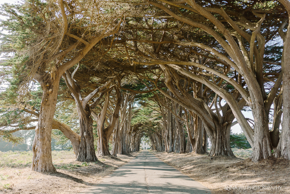 Point Reyes Tree Tunnel & Panoramic Hill