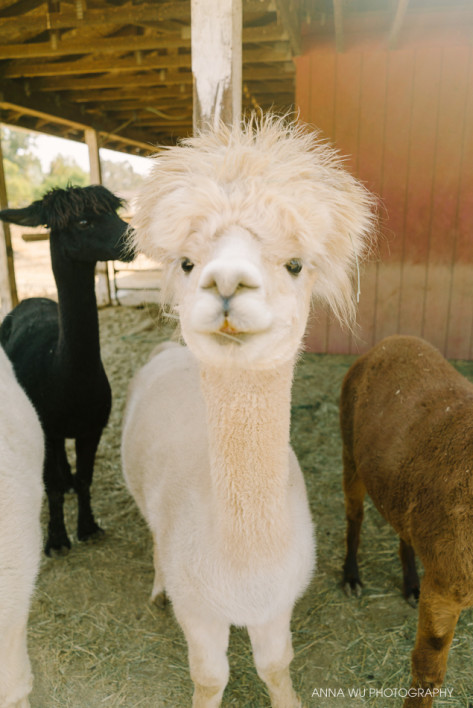 alpacas_024