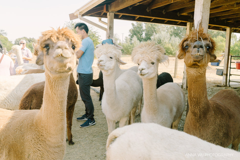alpacas_027