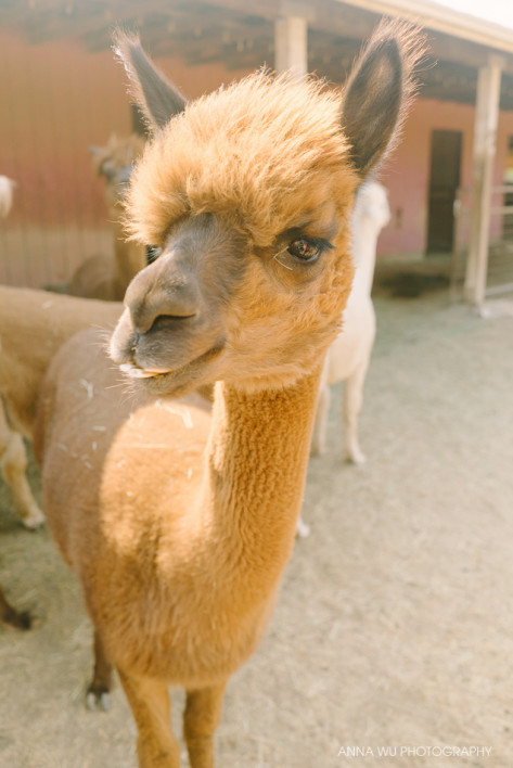alpacas_028