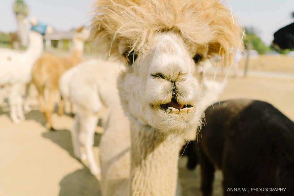 Black Diamond Alpacas, Brentwood, California