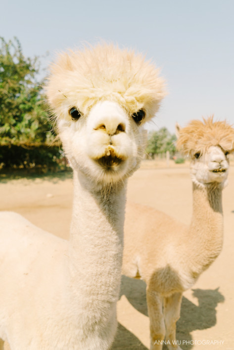 alpacas_053