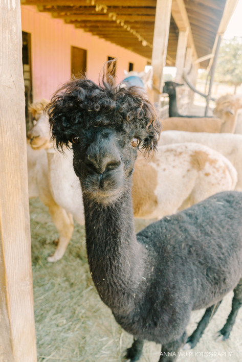 alpacas_056