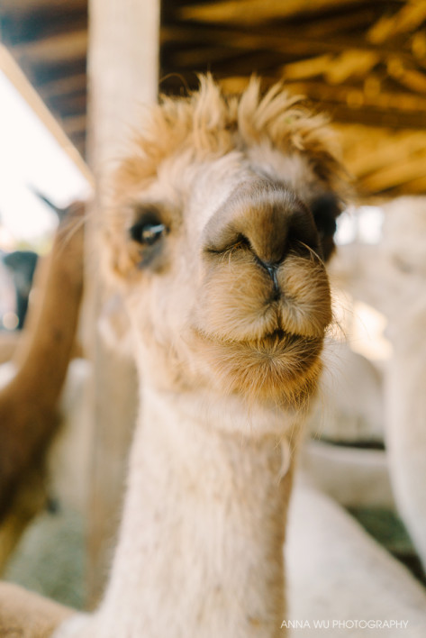 alpacas_069