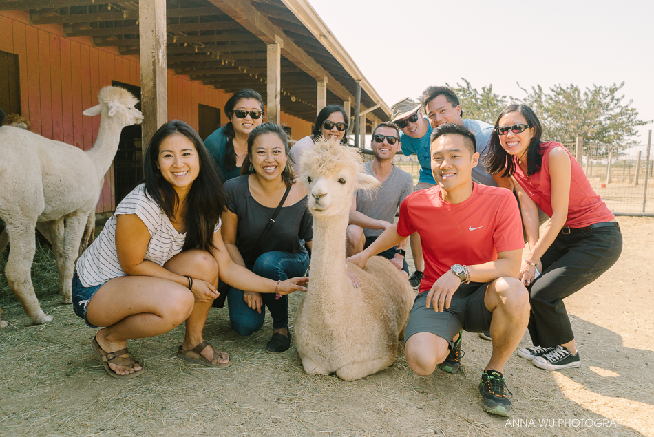 alpacas_072