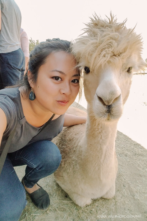 alpacas_076