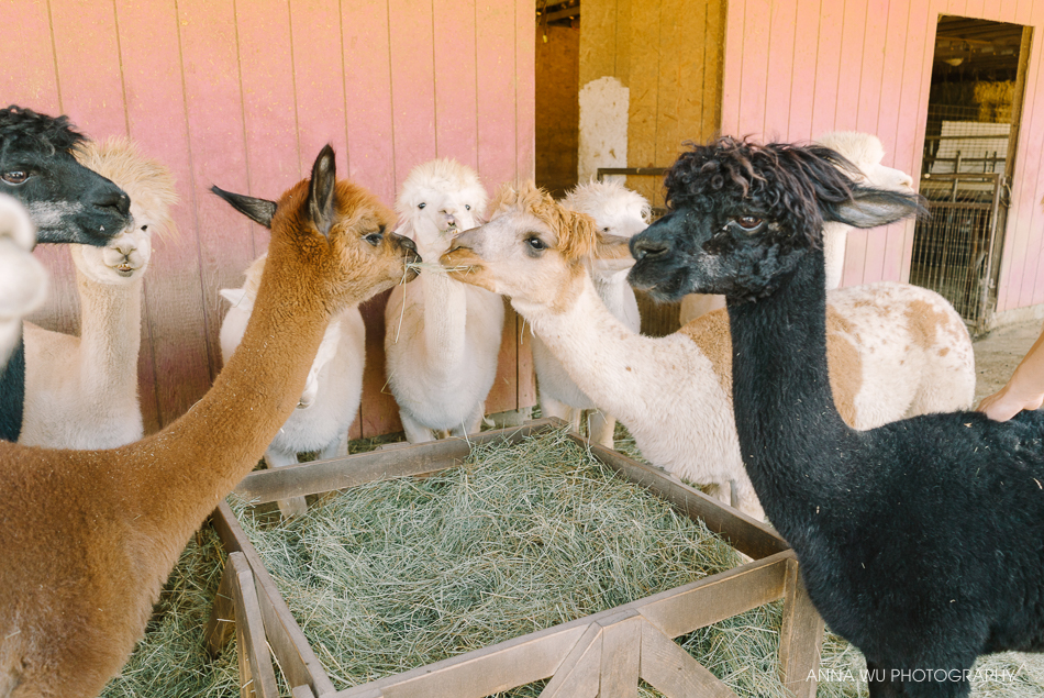 alpacas_079