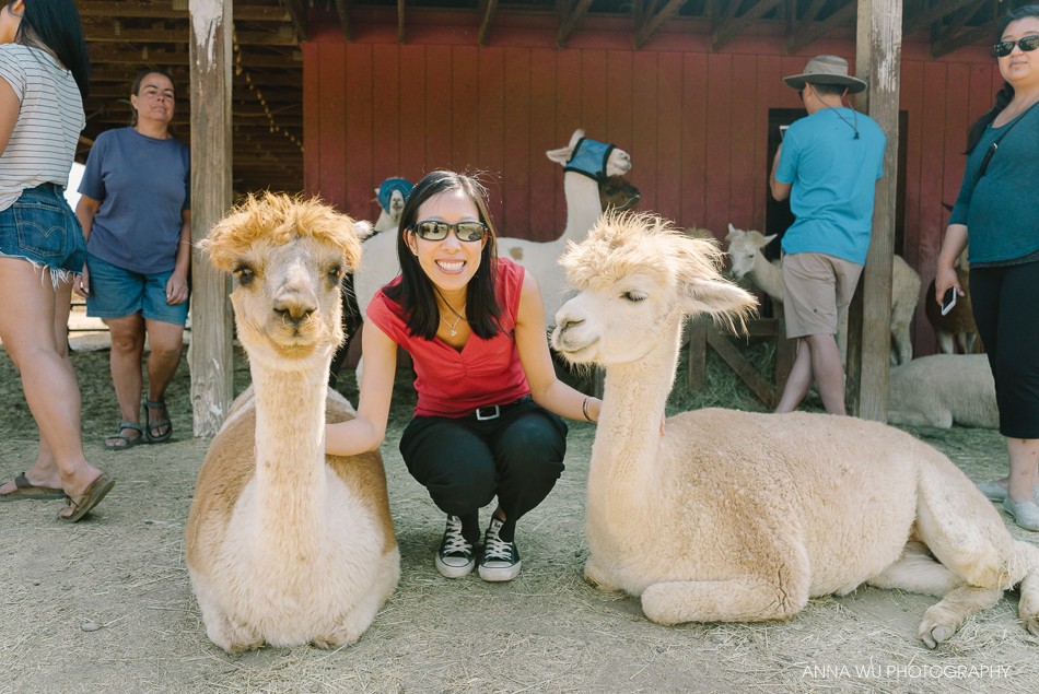 alpacas_091