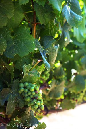 napa_5190_rt